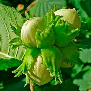 Фундук сорт Барселонський 2 річний, конт. 2 л, фото 1