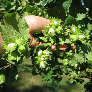 Фундук сорт Барселонський 2 річний, конт. 2 л, фото 2