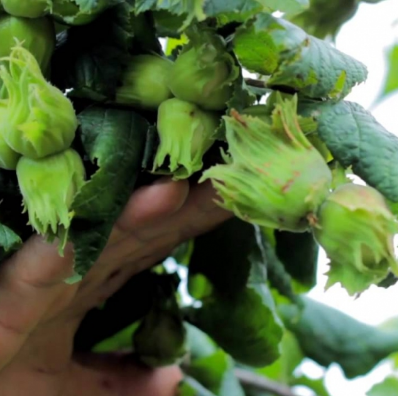 Фундук сорт Галле 2 річний, конт. 2 л, фото 1