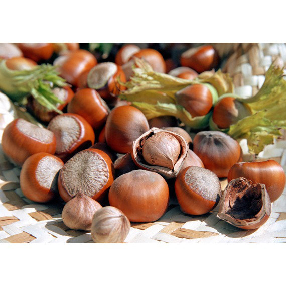 Саджанці фундука сорт "Трапезунд" 2 річні в кон.2л