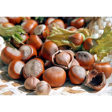 Саджанці фундука сорт "Трапезунд" 2 річні в кон.2л, фото 1