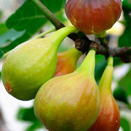 Саджанці інжиру сорт Далматський, конт. P9, фото 1