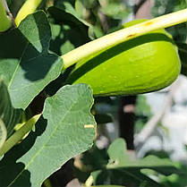 Саджанці інжиру сорт Далматський, конт. P9, фото 4