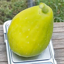 Саджанці інжиру сорт Далматський, конт. P9, фото 3