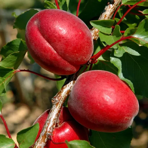 Саджанці абрикосу "Самурай" (ранній сорт)