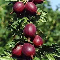 Саджанці агрусу безколючкового "Сіріус"