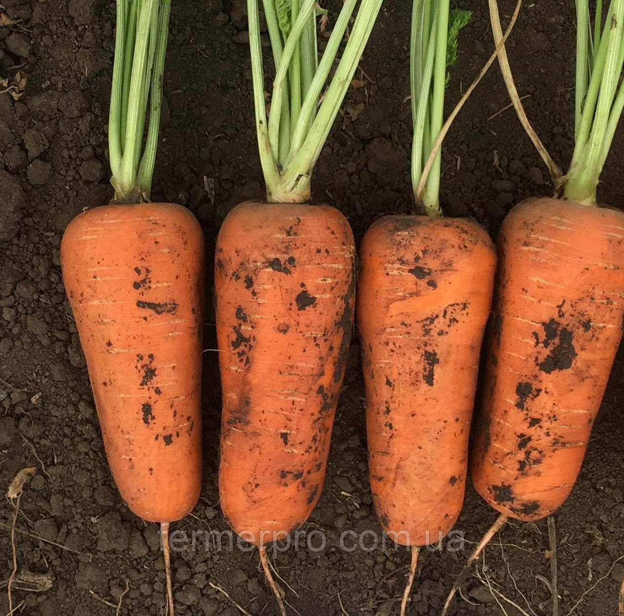 Насіння моркви Абразо  Abrazo F1 (1.8-2.0 мм)  Seminis 200000 насінин, фото 1