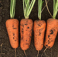 Насіння моркви Абразо Abrazo F1 (1.8-2.0 мм) Seminis 200000 насінин