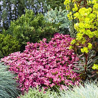 Арабіс альпійський Рожевий спалах 0,1 г Професійне насіння