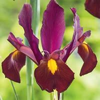 Ірис 5шт Hollandica Red Ember (Ред Ембер)