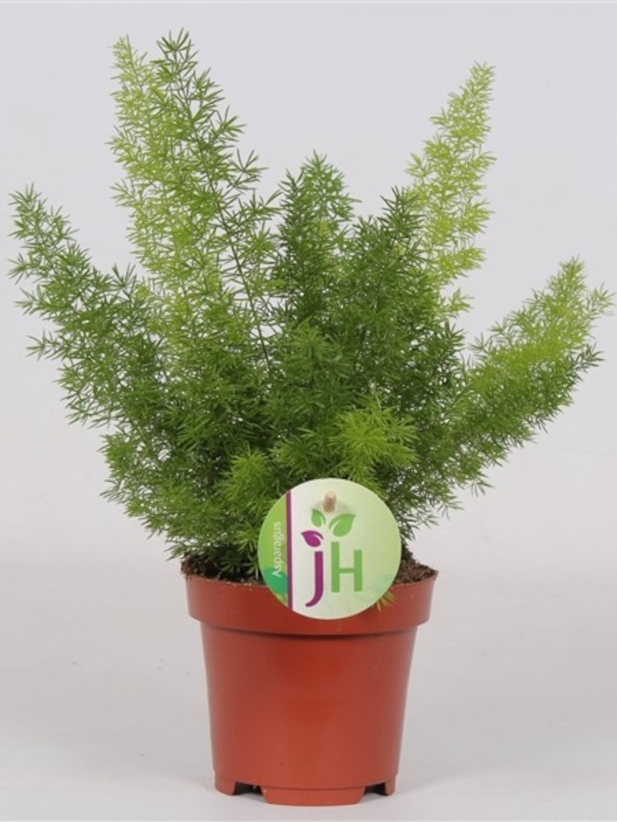 Аспарагус  Myers Майера 30-35 см, фото 1