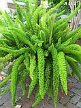 Аспарагус  Myers Майера 30-35 см, фото 2