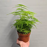 Аспарагус 30-35 см Setaceus, фото 2