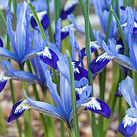 Ірис 5шт Hollandica Clairette (Клаіретте)