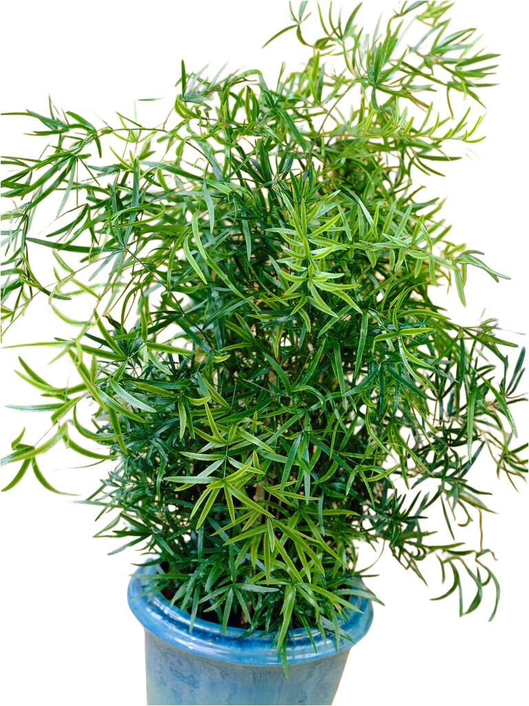 Аспарагус 40-45 см Falcatus, фото 1