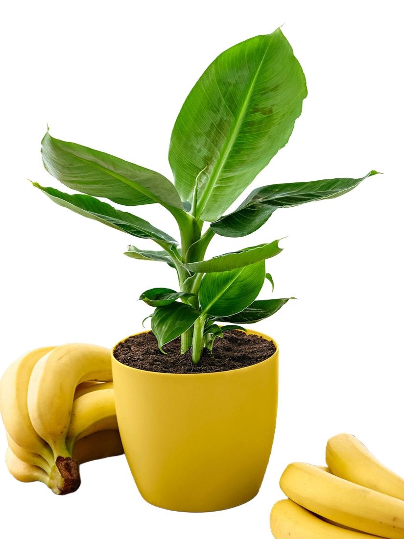Рослина Банан 12*40 см в горщику, фото 1
