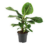 Рослина Банан 12*40 см в горщику, фото 2