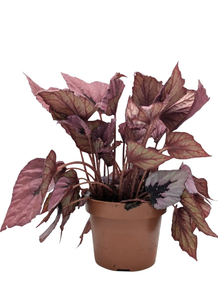 Бегонія 20-25 см Рекс Indian Summer, фото 1