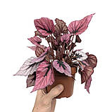 Бегонія 20-25 см Рекс Indian Summer, фото 2