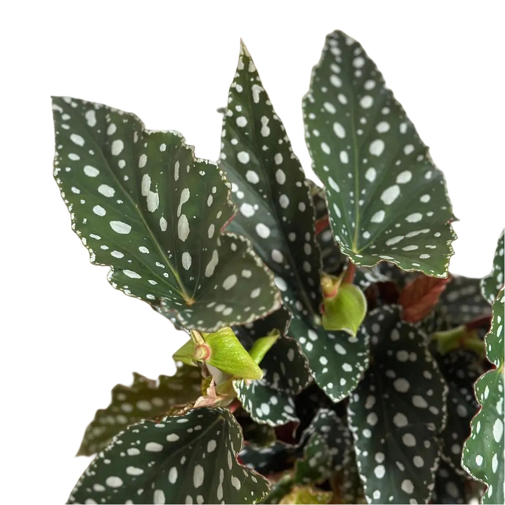 Бегонія 30-35 Макулата Spotl Green, фото 1