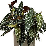 Бегонія 30-35 Макулата Spotl Green, фото 2