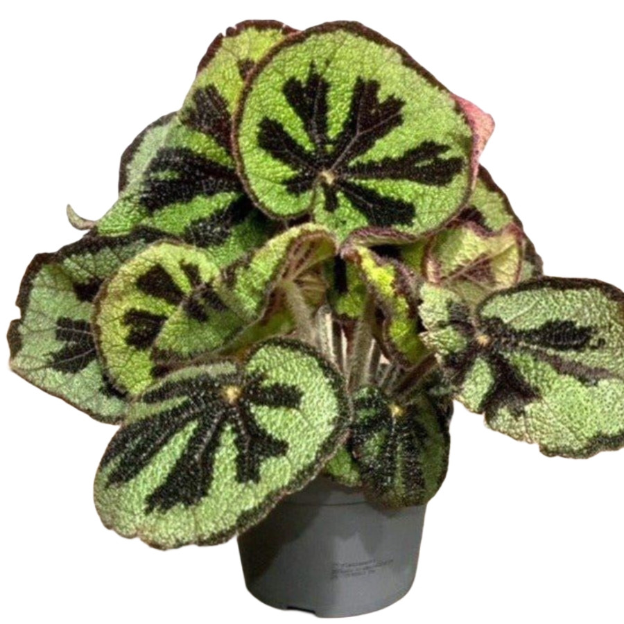 Бегонія 20-25 см Рекс Masoniana, фото 1