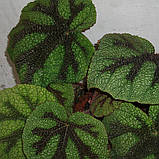 Бегонія 20-25 см Рекс Masoniana, фото 2