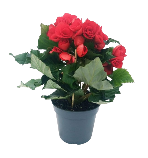 Бегонія 30-35 см червона Baladin, фото 1