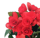 Бегонія 30-35 см червона Baladin, фото 2