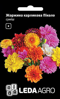 Жоржина Піколо, карликова, суміш 5 г (Leda Agro)