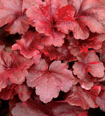 Гейхера "Galaxy", фото 1