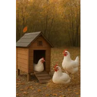 Клімат в курнику в осінні дні: вентиляція, сухість, комфорт