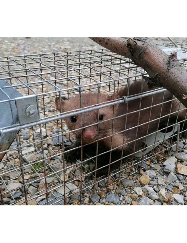 Живоловка 82x21x20 см