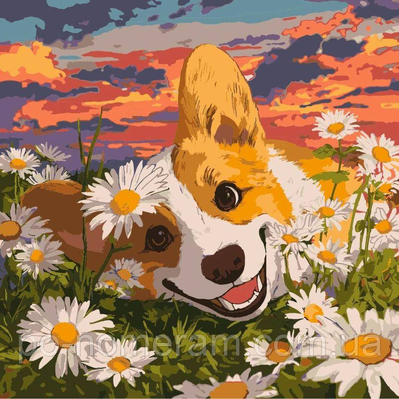 Полотно для малювання Ідейка Коргі в ромашках ©art_selena_ua (KHO6798) 40 х 40 см, фото 1
