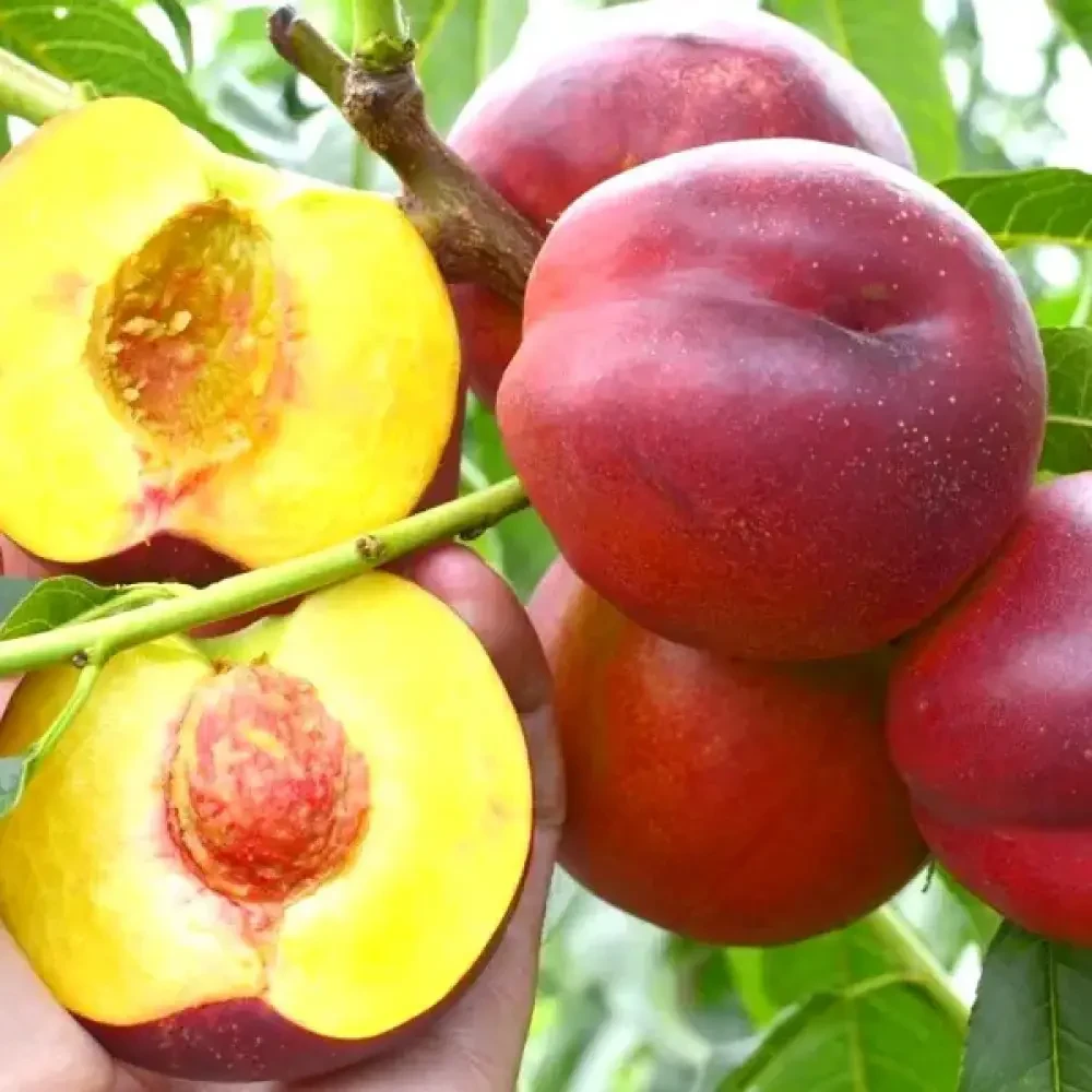 Саджанці нектарина "Харблейз" (середньо-пізній сорт)