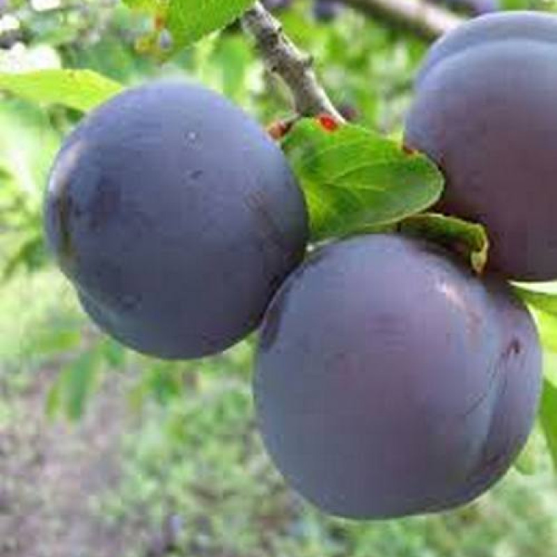 Саджанці сливи "Кишинівська" (раньоспілий сорт)