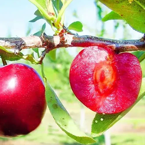 Саджанці сливи "Ред Харт" (середньоспілий сорт)