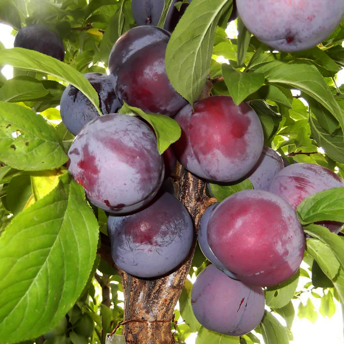 Саджанці сливи "Голуба Кармен" (раньоспілий сорт)