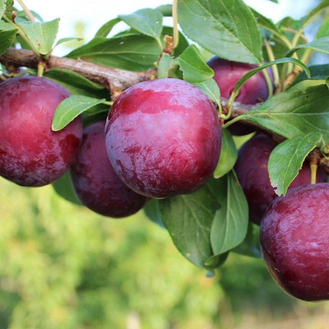 Саджанці сливи "Хіромі Ред" (середньоспілий сорт)