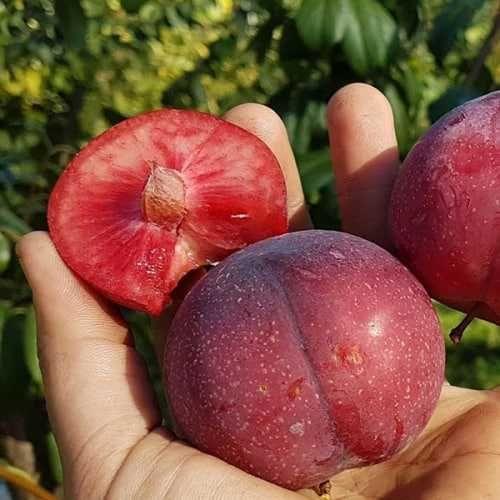 Саджанці сливи "Рубі Кранч" (пізньоспілий сорт), фото 1