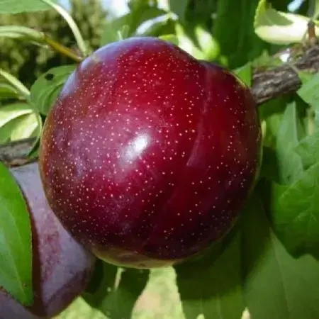 Саджанці "ШАРАФУГА" (гібрид абрикоса, сливи персика)