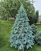 Ялинка лита штучна блакитна Роял 2.1 м класична новорічна преміум без вставок пвх