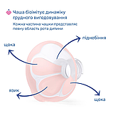 Молоковідсмоктувач електричний Chicco Stimolatte, фото 2