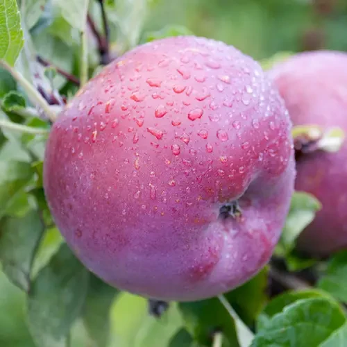 Саджанці яблуні "Ліберті"