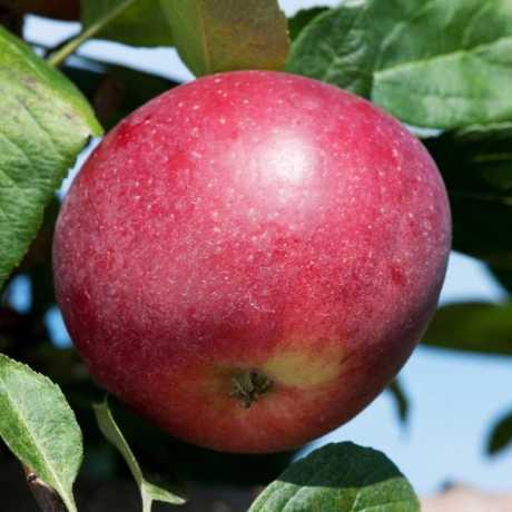 Саджанці яблуні "Ред Девіл"