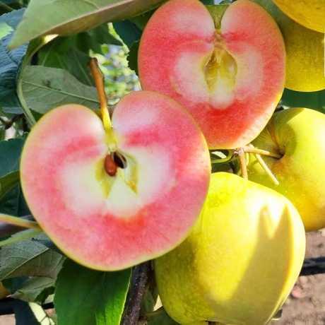 Саджанці яблуні "Хідден Роуз"