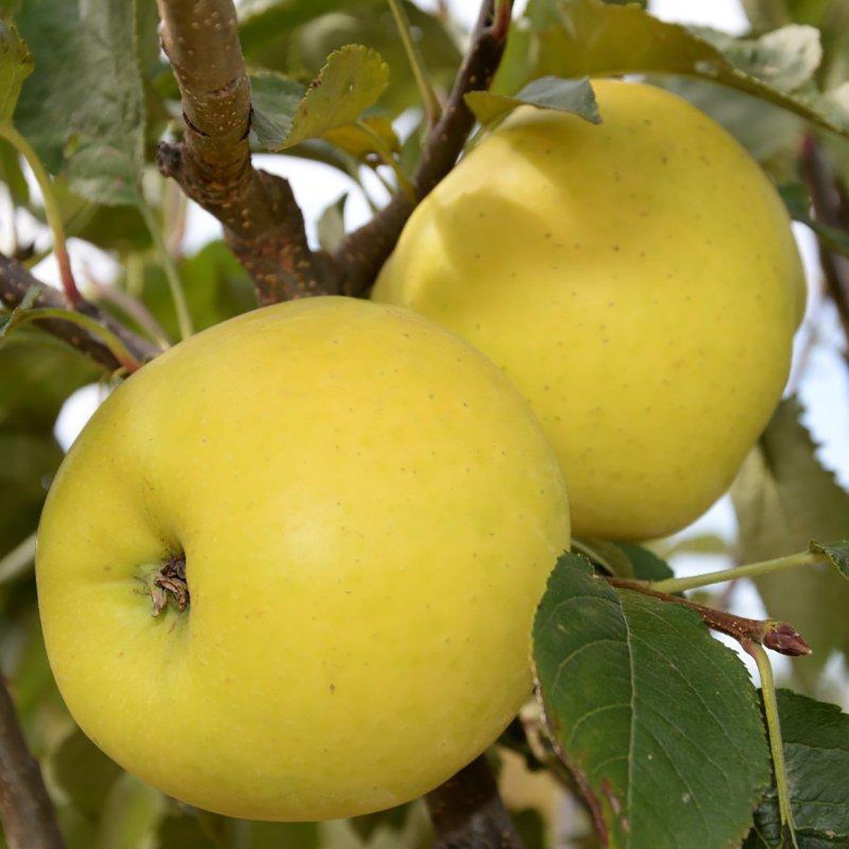 Саджанці яблуні "Луна"