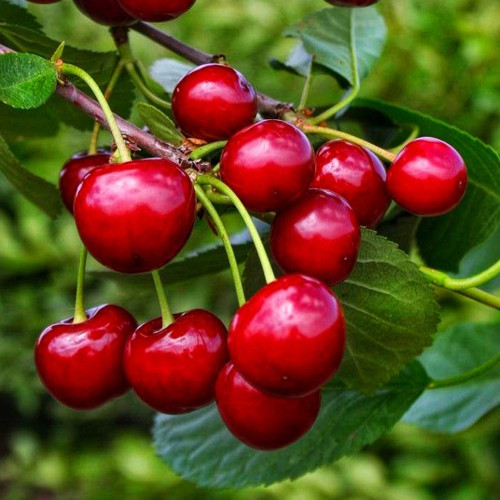 Саджанці вишні "Ксенія" (раньоспілий сорт)