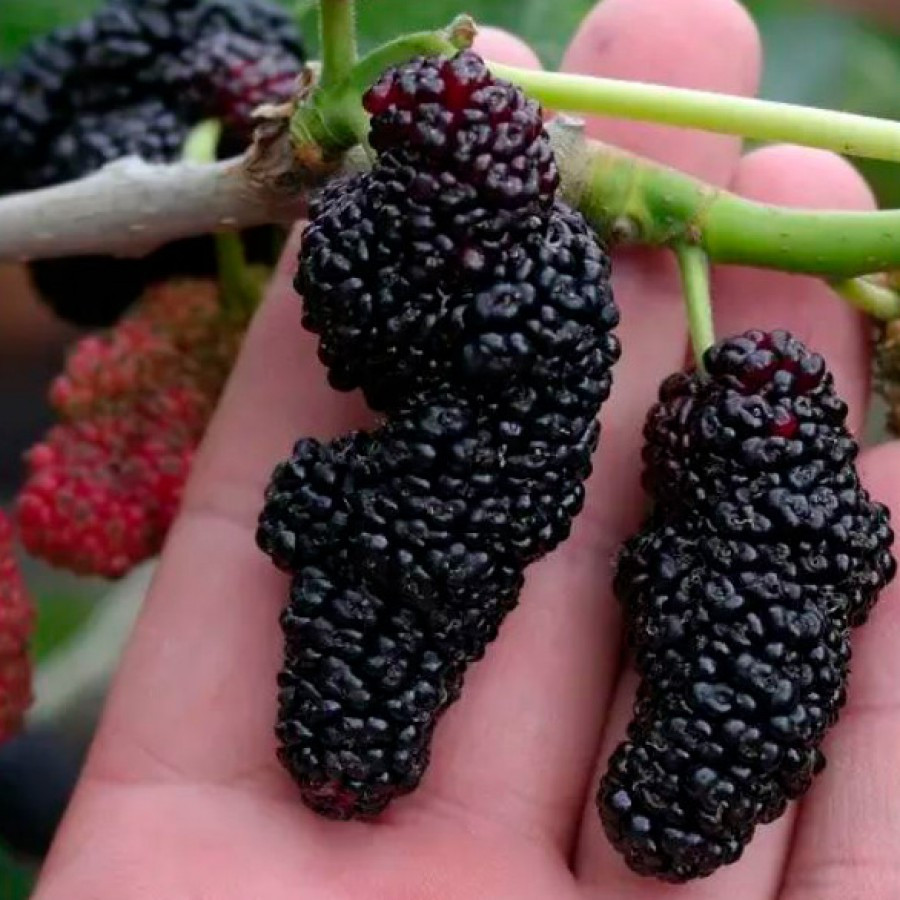 Саджанці чорної шовковиці "Галіція" (щеплена)