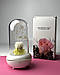 Аромалампа-нічник з живою Білою трояндою в колбі та LED підсвічуванням (різні кольори) для ефірних олій на подарунок, фото 8